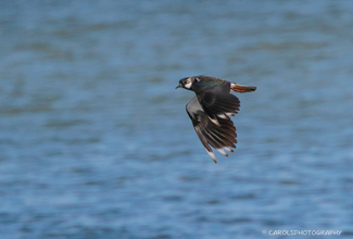 LAPWING (Vanellus vanellus)